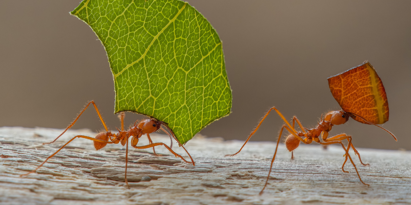 Featured image for blog post: What Ants Can Teach Kids About Curiosity, Compassion, and Confidence