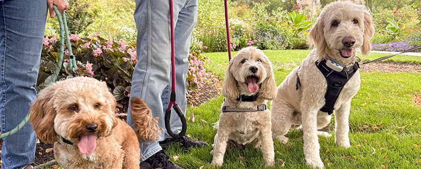 3 dogs on leashes in gardens
