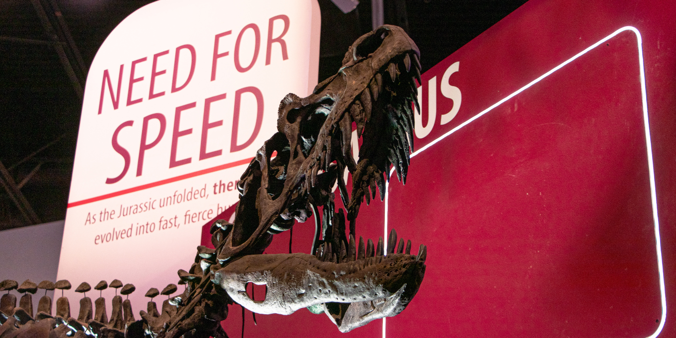 Featured image for blog post: Need for Speed: Meet the Jurassic Predators in Thanksgiving Point’s NEW Dinosaur Exhibit