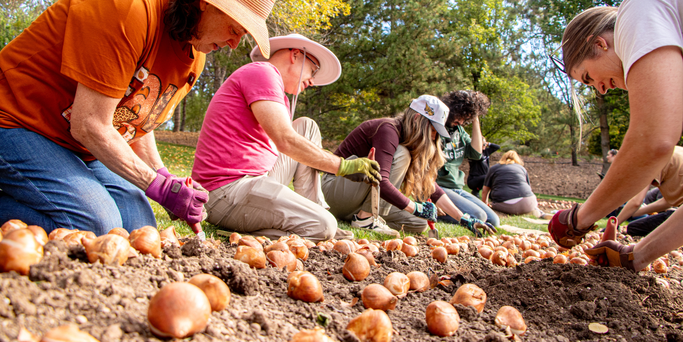 Featured image for blog post: Tulip Festival 2027: The Blooms Begin Now